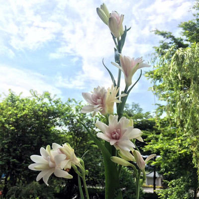 晚香玉花香门第夏秋种球