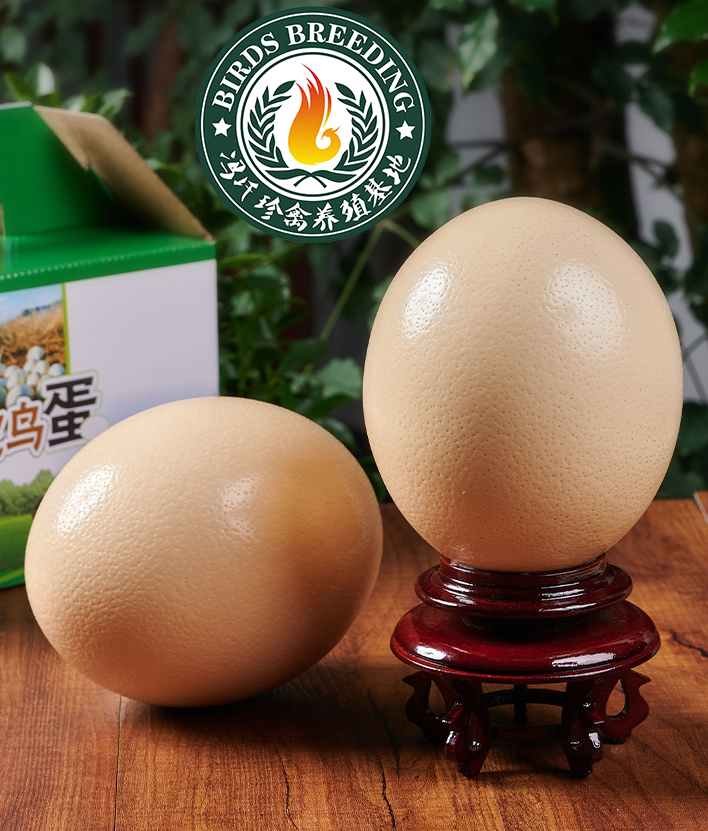 冯氏珍禽顺丰包邮鸵鸟蛋