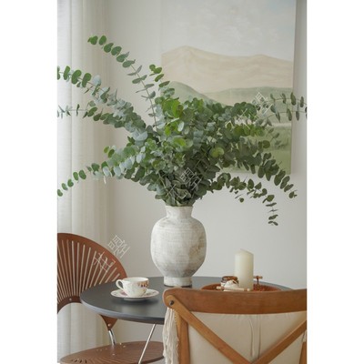 花曌 新鲜尤加利叶鲜花真花水养鲜花家居瓶插花配叶配草有清香