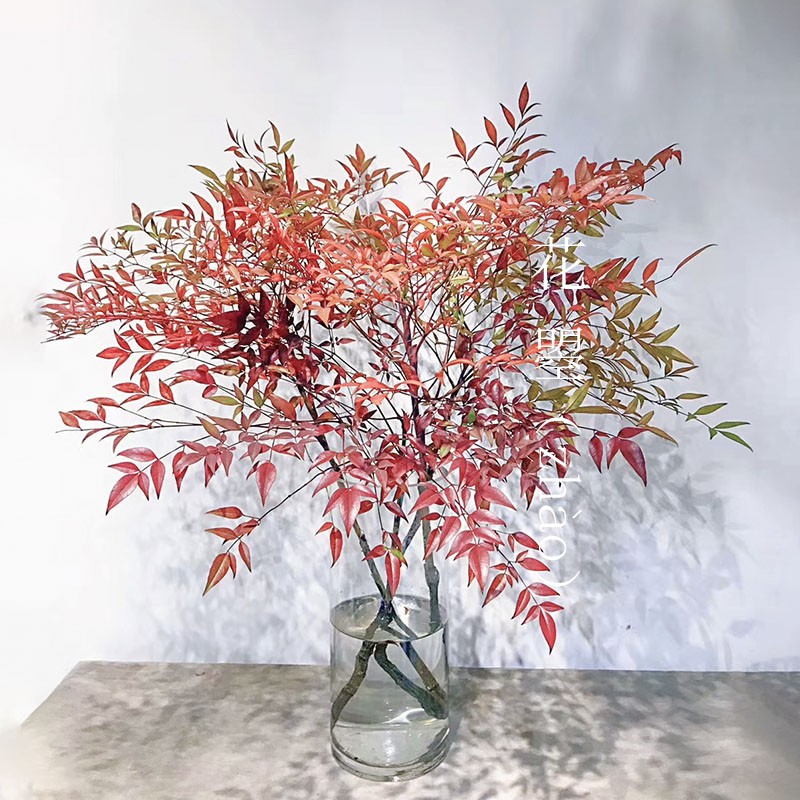 红色天竺叶鲜切花鲜花家用插花禅意红叶南天竹花期长日式中式鲜花