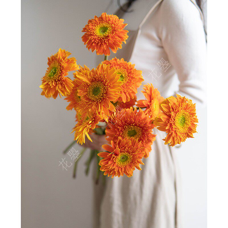 扶郎花太阳花弗朗花橘色橙色鲜花直批家用水养鲜花花材家庭插花