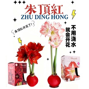 朱顶红种球朱顶红蜡球红狮朱顶红懒人养花不用养护的鲜花懒人福音