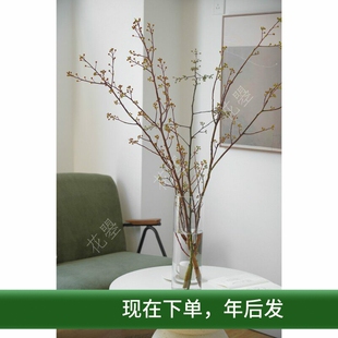 花曌 新鲜灯台鲜花水养真花灯台木鲜切花春节年宵花家居瓶插花