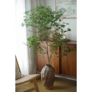 花曌 超大枝1.5米马醉木鲜切枝植物水养真花真植物家居落地插花