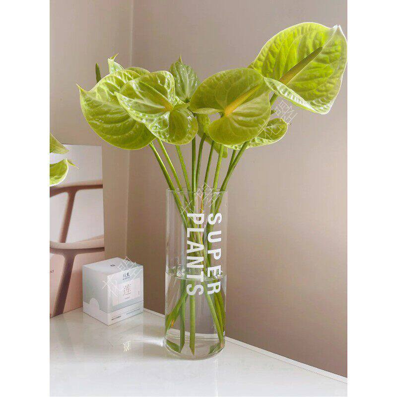 新鲜采摘绿掌米多蕊绿掌鲜切花鲜花水养真花书桌餐桌面家居瓶插花