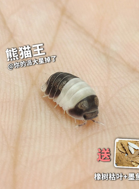 熊猫王宠物西瓜虫鼠妇活虫体学生实验昆虫鸭仔柠檬蓝琥珀桌面景观