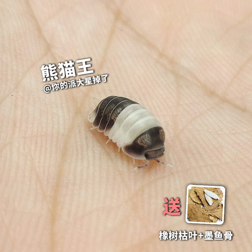 熊猫王宠物西瓜虫鼠妇活虫体学生实验昆虫鸭仔柠檬蓝琥珀桌面景观