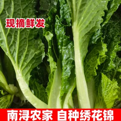 南浔特产绣花巾青菜新鲜采摘