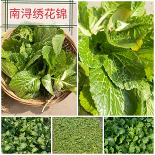 南浔特产绣花巾菜现摘现发绣花锦露天新鲜蔬菜正宗农家香青菜顺丰