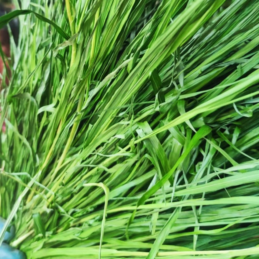 23年烘干绿燕麦草适口性好非黄金燕麦兔粮龙猫荷兰猪一斤包邮