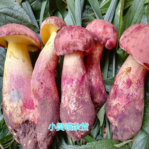 好货野生新鲜黄牛航空包邮红葱菌