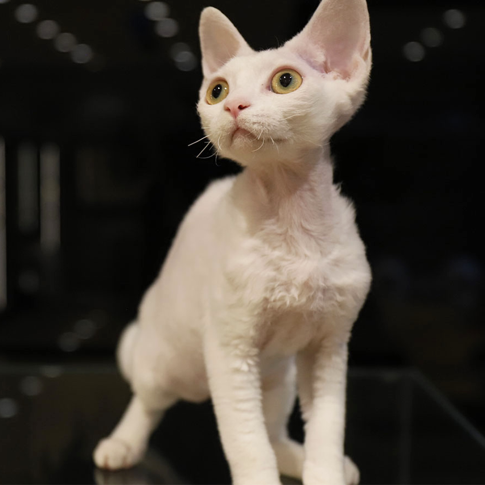 猫舍自繁育德文卷毛猫黑白开脸净梵海豹色德文活体支持线下自提