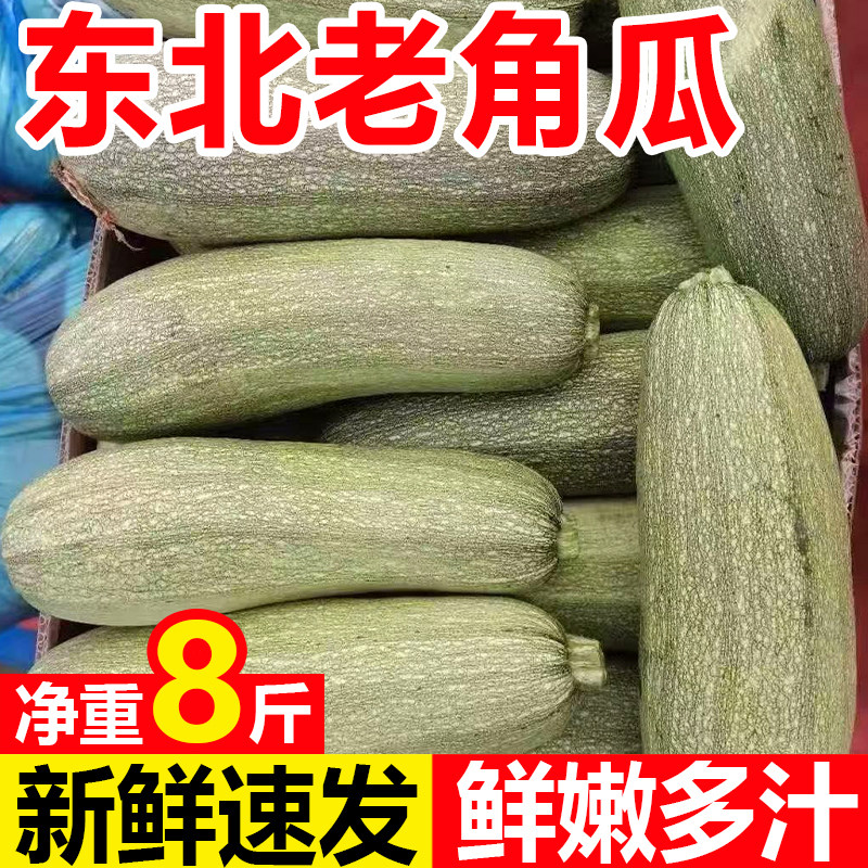 东北角瓜西葫芦新鲜白瓜炒菜包子馅饺子馅农家自种特产蔬菜老角瓜