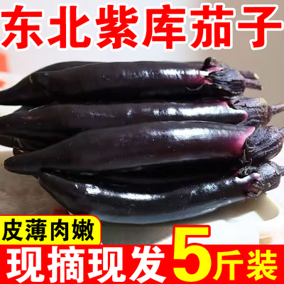 东北特产小紫茄子水果茄子蒜茄子蘸酱菜现摘现发新鲜紫把农家自种