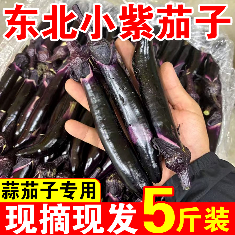 【现摘现发】东北小紫茄子5斤装