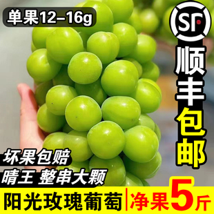 正宗阳光玫瑰葡萄新鲜水果5斤晴王葡萄无籽香印提子青提当季 整箱