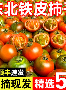 草莓柿子包邮丹东铁皮柿子绿腚柿子西红柿梅盘锦碱地柿子新鲜5斤