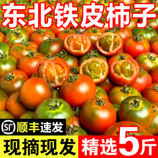 草莓柿子包邮丹东铁皮柿子绿腚柿子西红柿梅盘锦碱地柿子新鲜5斤