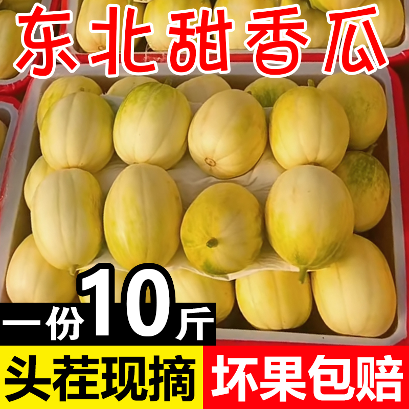 东北香瓜京密小甜瓜现摘新鲜当季孕妇水果脆瓜蜜瓜整箱白糖罐5斤
