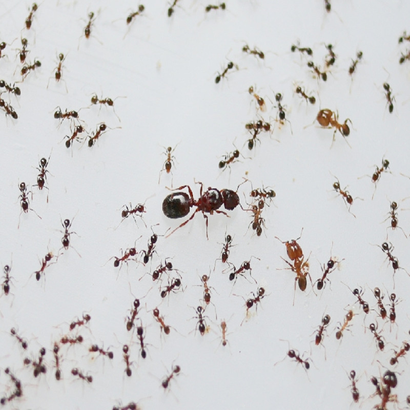 Большеголовый муравей Pheidole megacephala может разводить живых домашних муравьев в одной мастерской nest world.