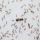 Большеголовый муравей Pheidole megacephala может разводить живых домашних муравьев в одной мастерской nest world. mini 0