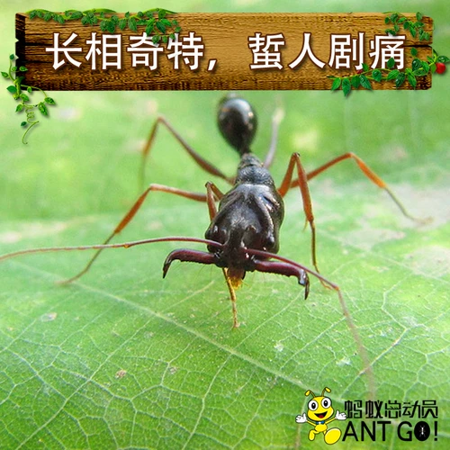 Гора Большие зубы муравей odontomachus monticola домашние животные