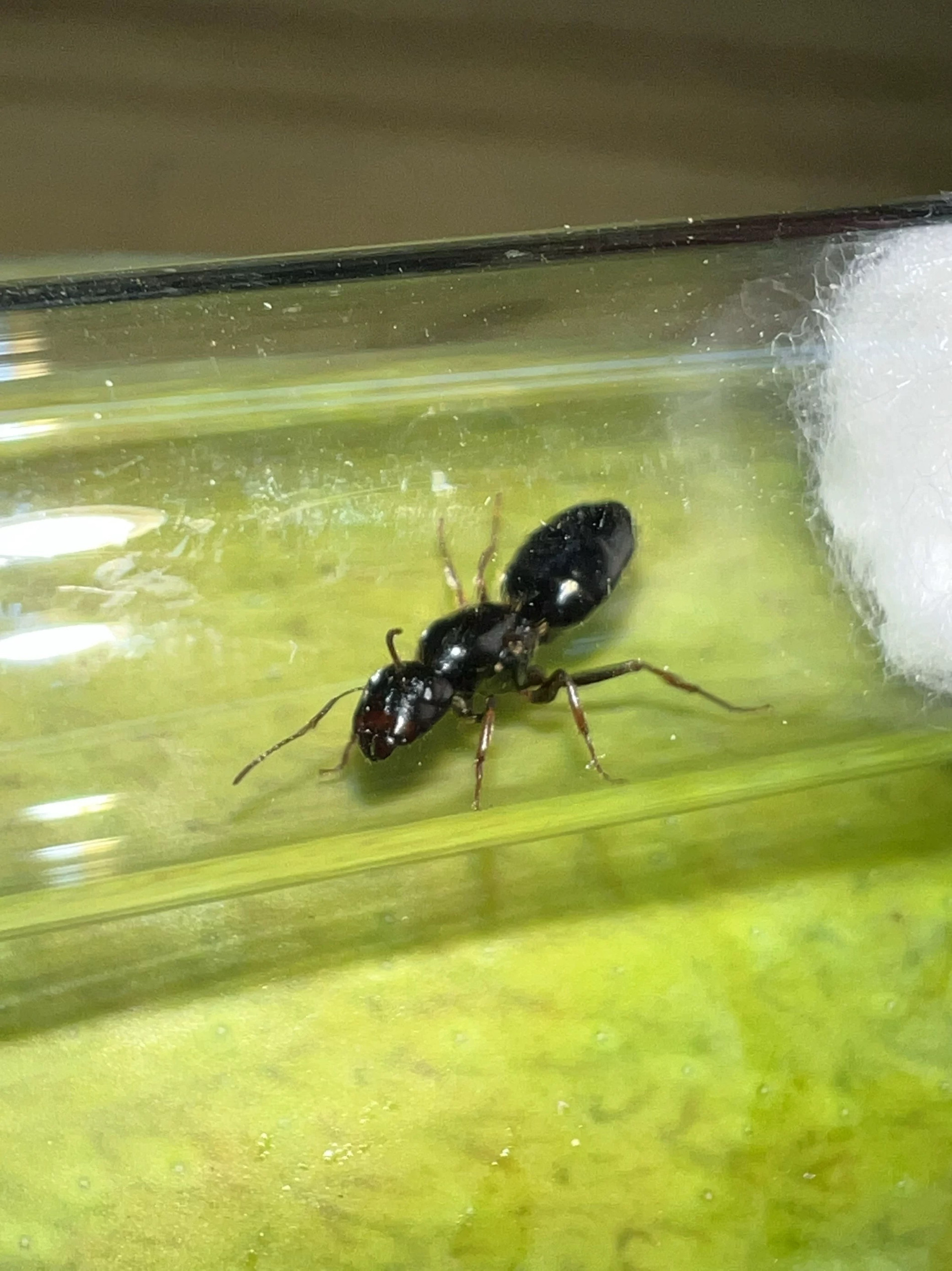 Ярко-черный плоскоголовый муравей с изогнутой спинкой Colobopsis vitreus редкий вид в мире домашних муравьев Изображение 1
