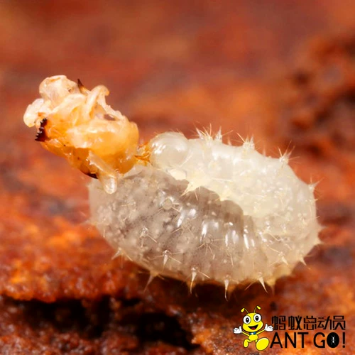 Гора Большие зубы муравей odontomachus monticola домашние животные