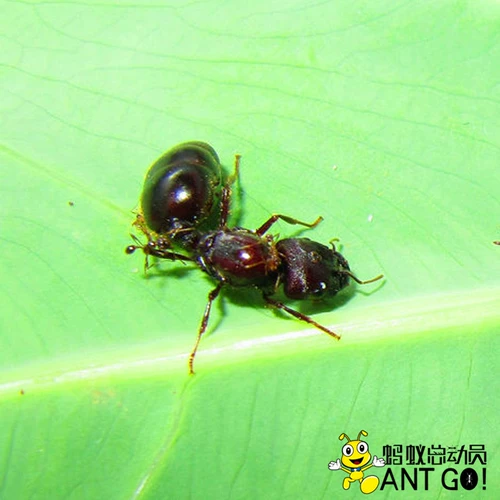 Pheidologeton Diversus Blind Leaf Ant World World Workshop Science Science
