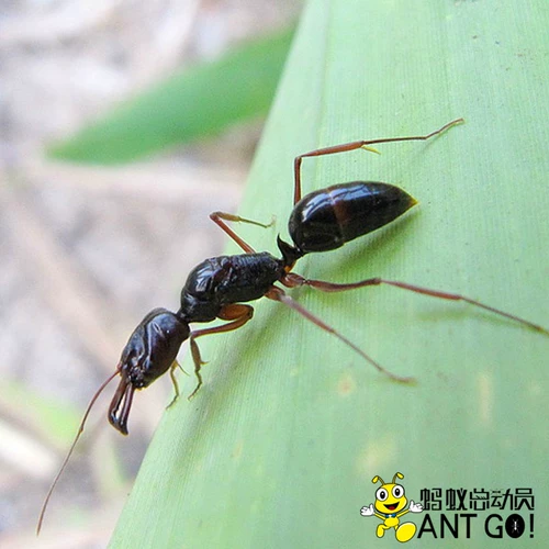 Гора Большие зубы муравей odontomachus monticola домашние животные
