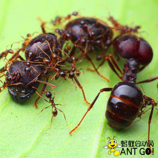 Полностью Различные гигантские муравья Pheidologeton Diversus Blind Leaf Ant Live муравей мир Наука