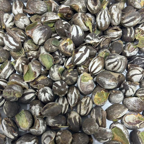 杨拉罐洋辣子罐蛋杨喇洋辣活杨拉杨喇罐蜜袋鼯仓鼠零食坦克虫包邮