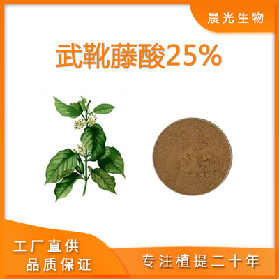 武靴藤提取物 匙羹藤酸25%武靴藤酸 武靴藤浓缩粉末 血糖 送量勺