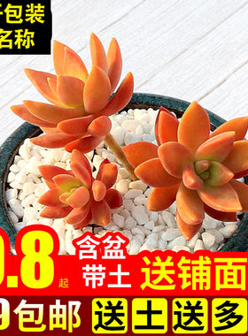 多肉植物组合盆栽绿植花卉办公桌面新手好养肉肉布丁含盆带土