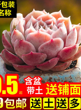多肉植物组合盆栽绿植花卉办公桌含盆带土肉肉昂斯诺大颗