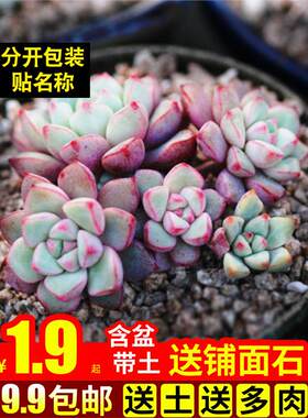 多肉植物组合盆栽绿植花卉带盆办公桌多头群生蓝宝石大颗