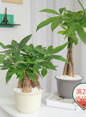 发财树苗盆栽绿色植物室内办公室花卉乔迁招财四季常青水培植物