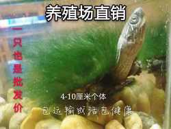 中华草龟底绿毛龟龟浅水龟网红乌龟宠物礼物观赏龟