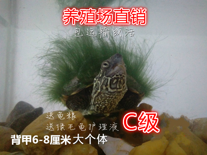c级半成品金线人工养殖中华草龟