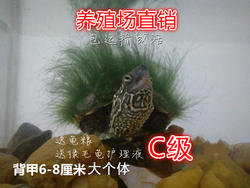 c级半成品金线底中华草龟绿毛龟活体宠物龟观赏龟乌龟人工养殖龟