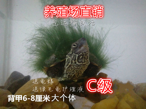 c级半成品金线人工养殖中华草龟