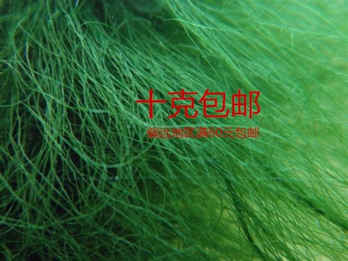 水龟鳄龟绿毛龟龟背10份包邮草龟