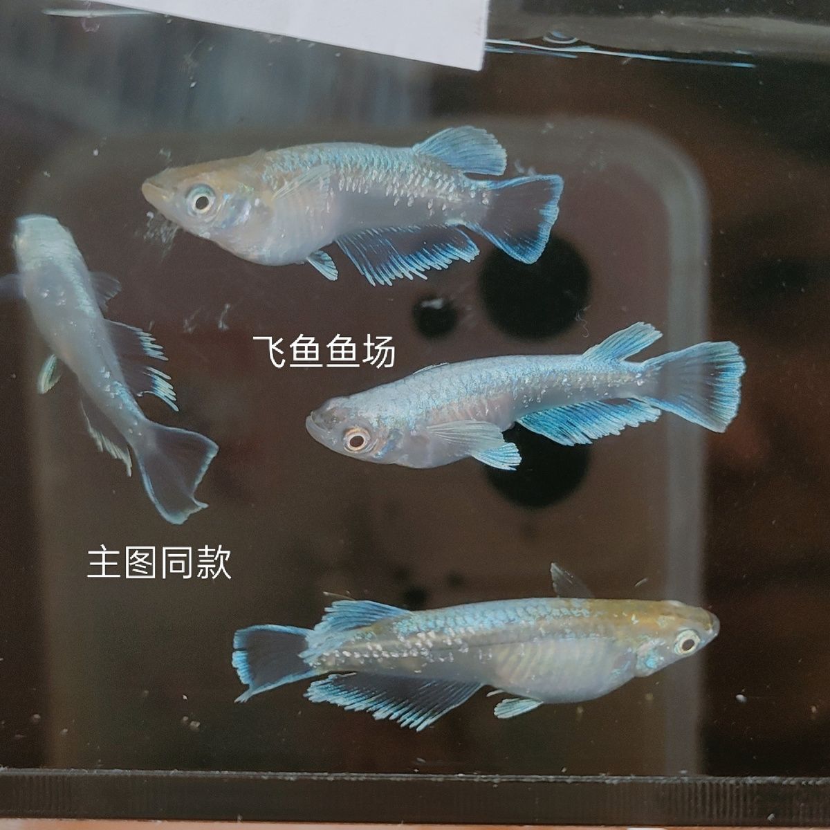 荷花池里吃蚊虫免打氧