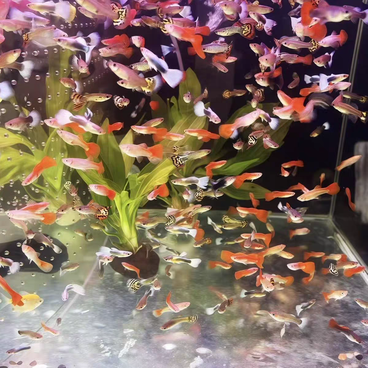 体质皮实抗温差粗放饲养不挑水质