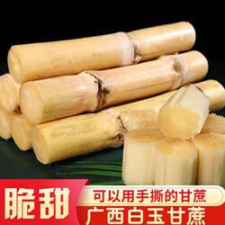 广西木格白玉甘蔗正宗木格白玉蔗新鲜特产水果当季玻璃脆现砍现发