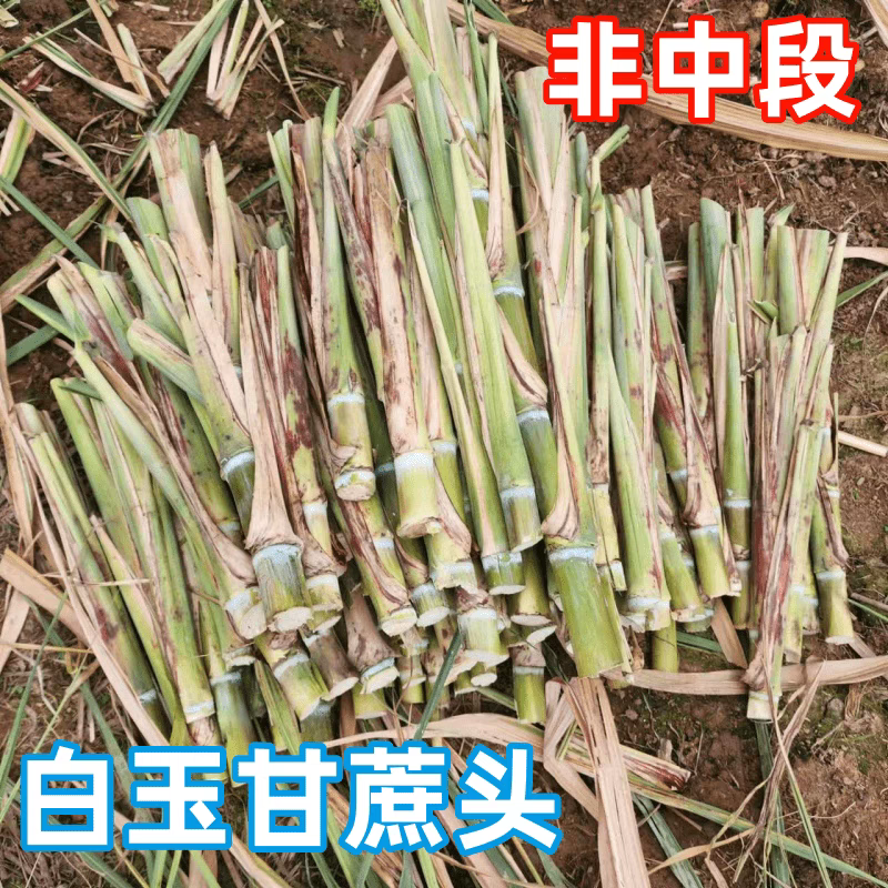 广西木格白玉甘蔗头非泥土端非中段甘蔗尾