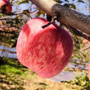 正宗山东烟台红富士苹果新鲜水果当季整箱冰糖心丑平果5斤装栖霞
