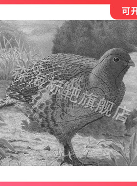 D0狩猎靶纸 EVA靶 40*30CM 射击、战术、竞技、练习靶纸 Target