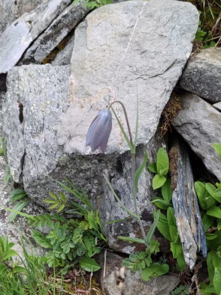 原生暗紫花川贝母满3球包邮