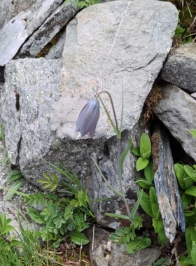 原生暗紫花川贝母满3球包邮